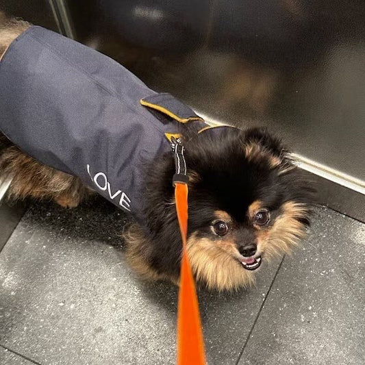 Waterproof Cordura Dachshund Coat: Navy Fleece Lined Dog Jacket