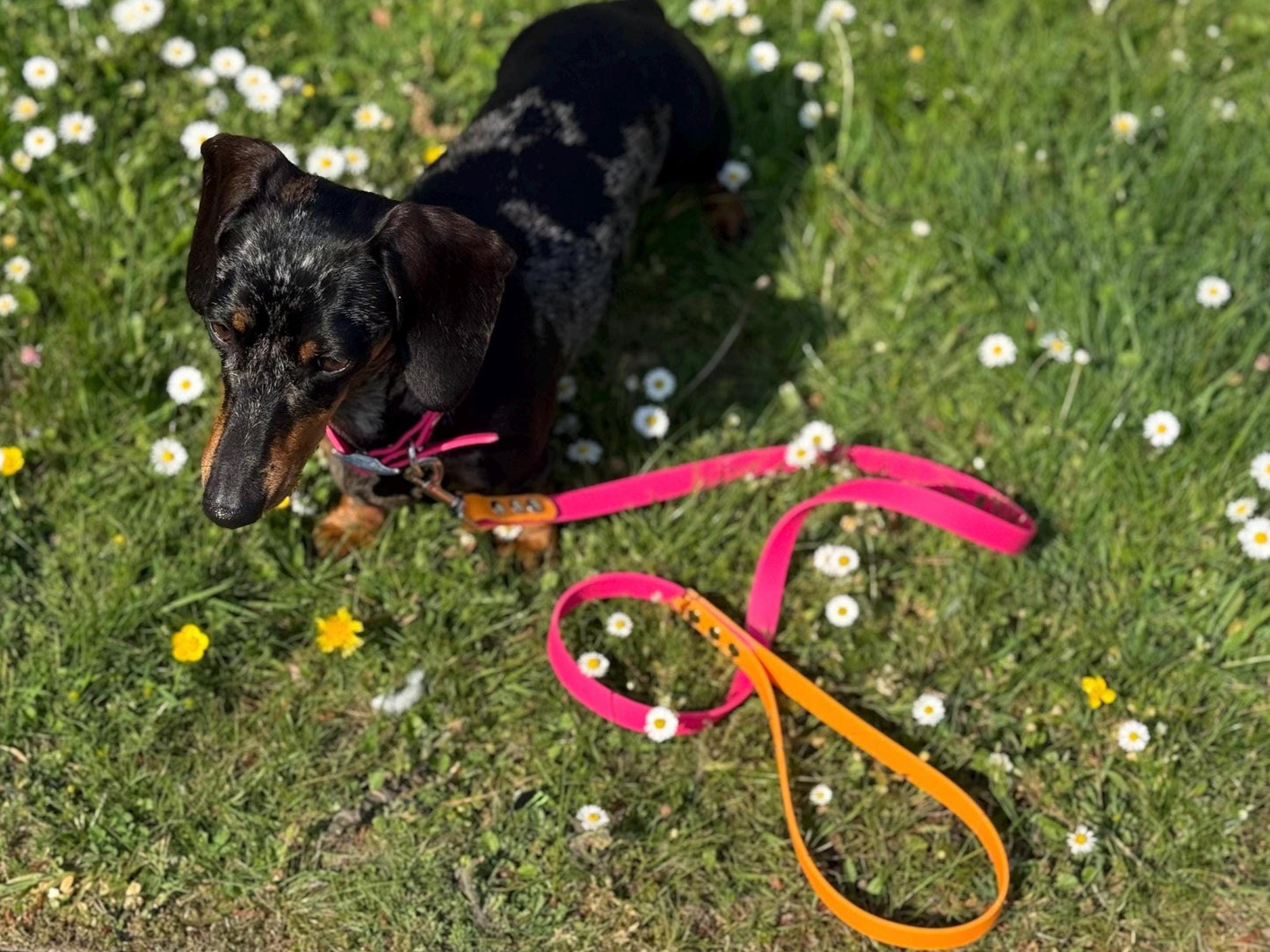 Waterproof Biothane Dog Collar & Lead Set: Silver Hardware, Small (11-13 inch neck)