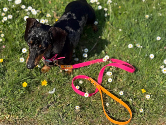 Waterproof Biothane Dog Collar & Lead Set: Silver Hardware, Small (11-13 inch neck)