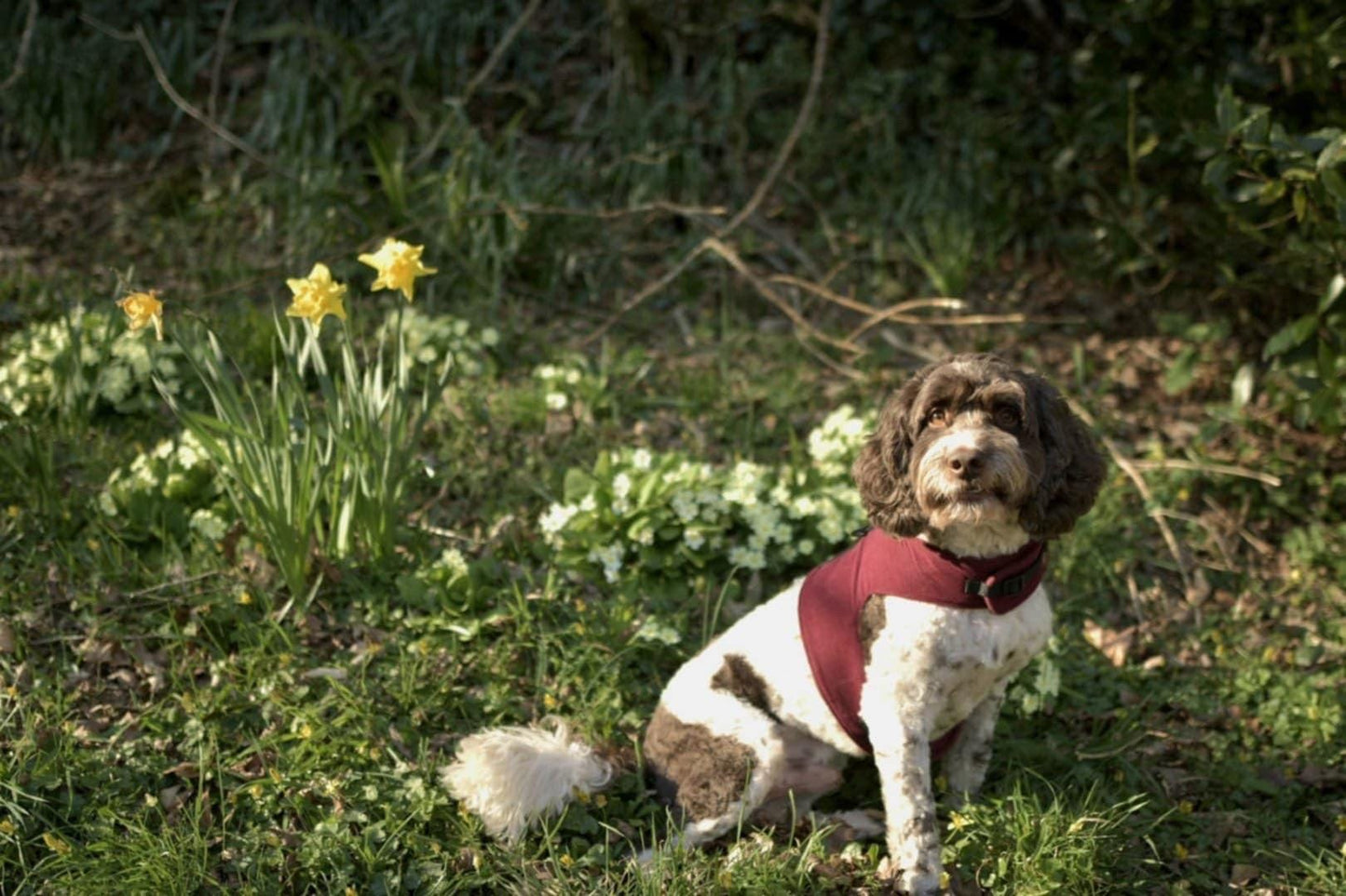 Made-to-Measure Corduroy Dog Harness: Fleece Lined, Adjustable Fit