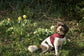 Made-to-Measure Corduroy Dog Harness: Fleece Lined, Adjustable Fit