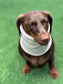 Dachshund Fleece Snood: Dog Neck Warmer