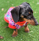 Dachshund  zipped Softshell waterproof  fleece ,dachshund zipped  jumper ,dachshund jacket,water and mud repellent fleece , dachshund fleece