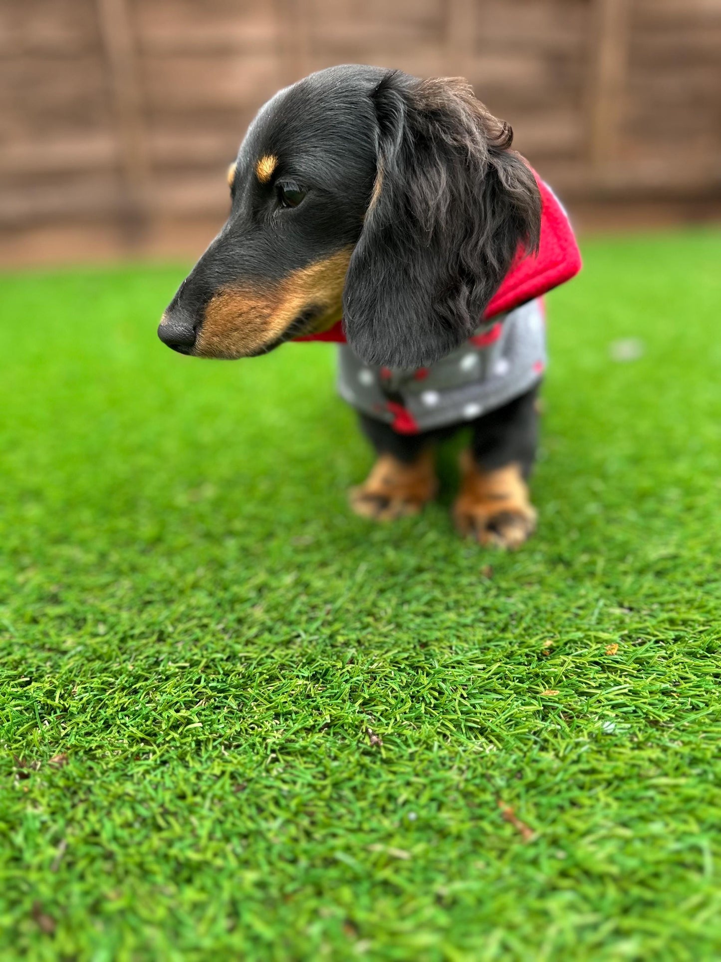 Dachshund Fleece Dog Coat: Double Layered, Harness Hole, Handmade