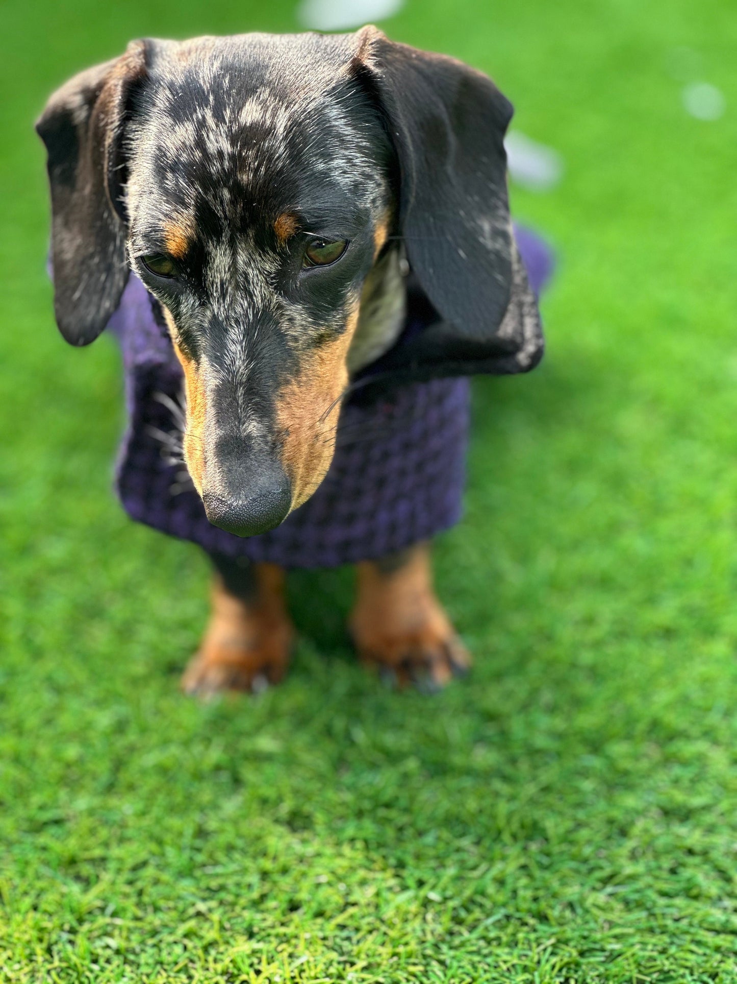 Harris Tweed Dachshund Coat: Fleece Lined Wool Dog Jacket
