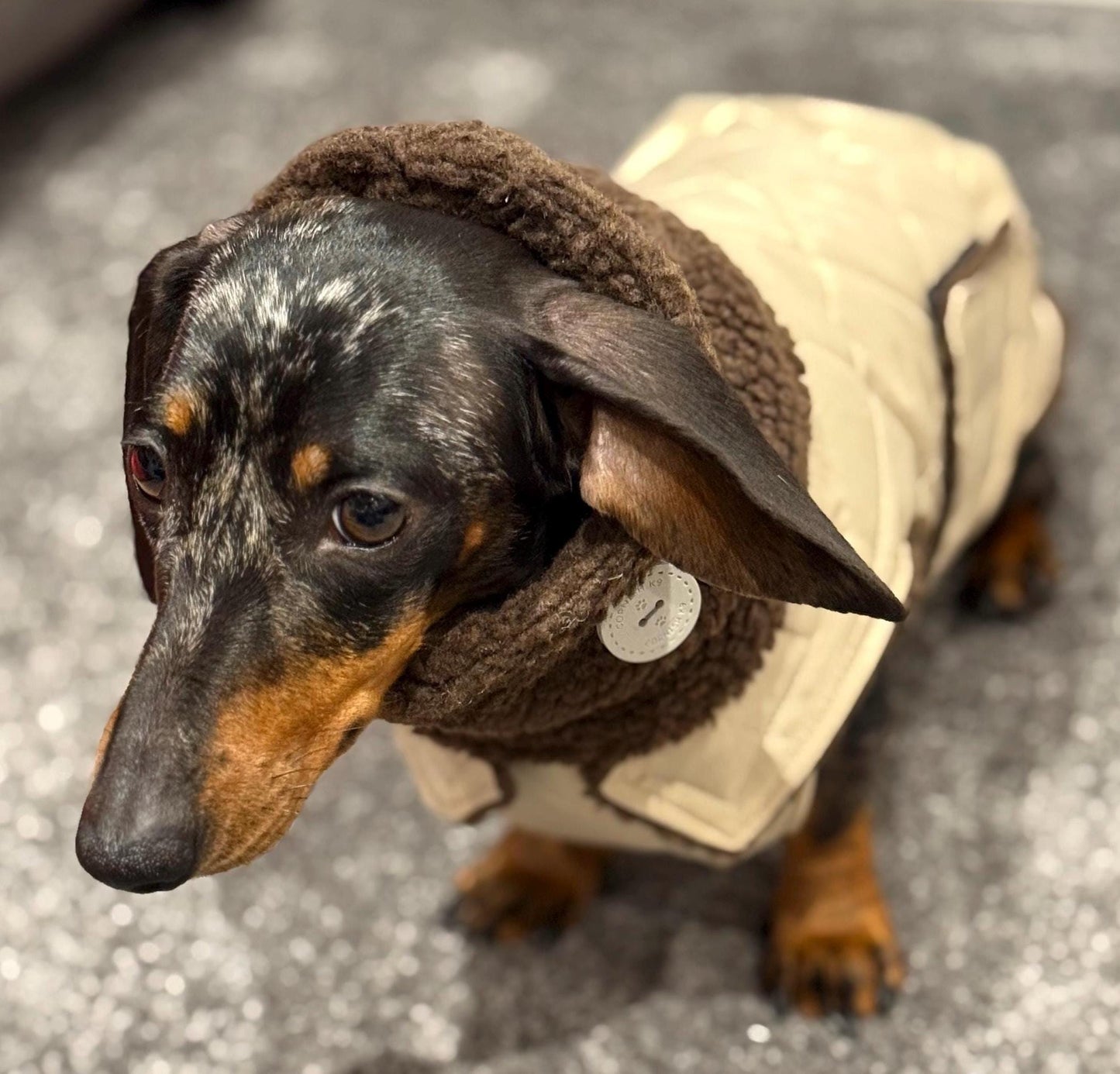 Waterproof Quilted Dachshund Coat: Sherpa Fleece Lined, Windproof
