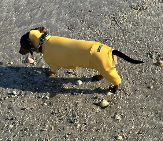 Mini Dachshund Neoprene Onesie: Stretchy Dog Jumpsuit