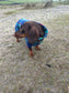 Tartan Fleece Dachshund Onesie: Water Repellent Dog Jumpsuit