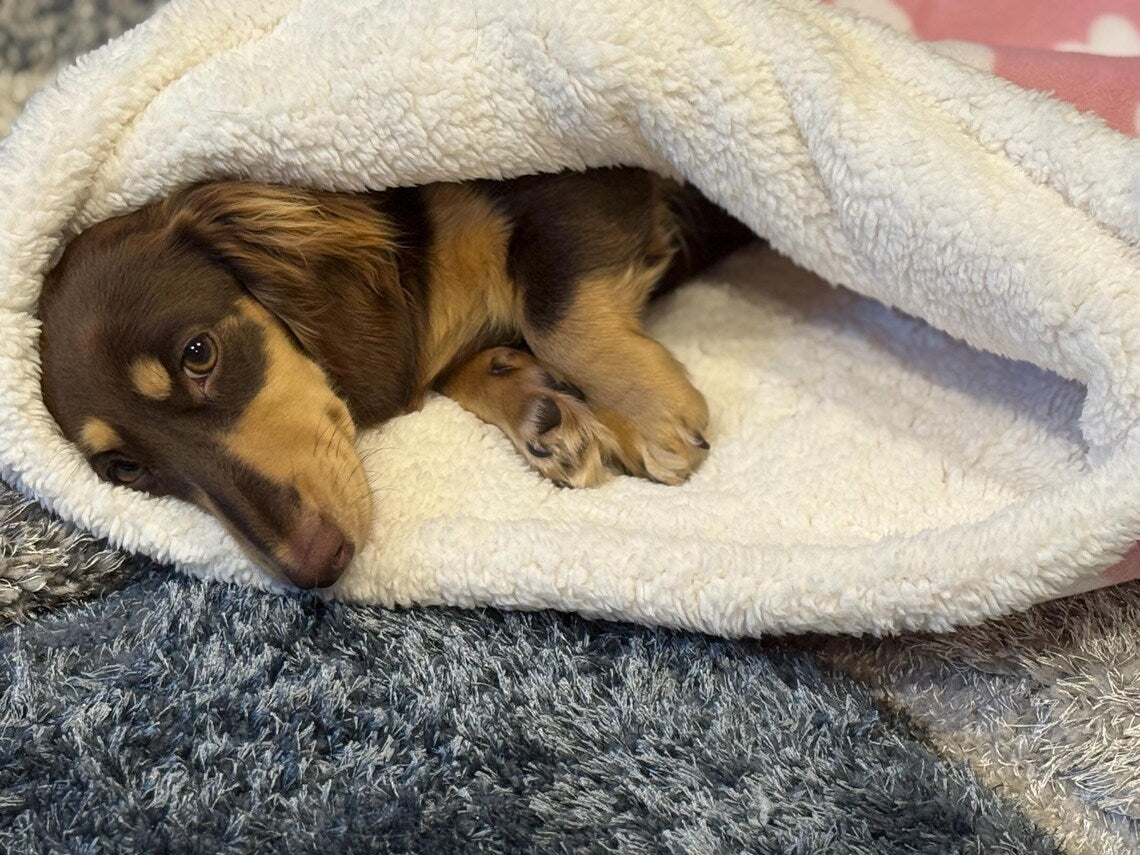 Padded Polar Fleece Dog Snuggle Sack: Dachshund Burrow Bed.