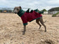 Italian Greyhound Fleece Jumper: Dino Leg, Water & Mud Repellent.