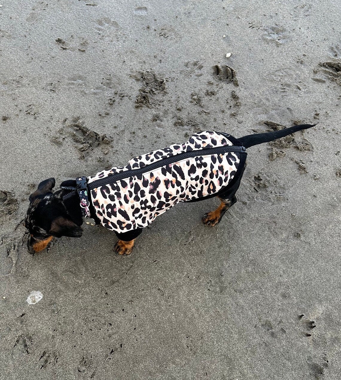 Leopard Print Dachshund Fleece Jumper: Zipped Softshell, Water Resistant.