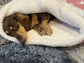 Padded Polar Fleece Dog Snuggle Sack: Dachshund Burrow Bed.