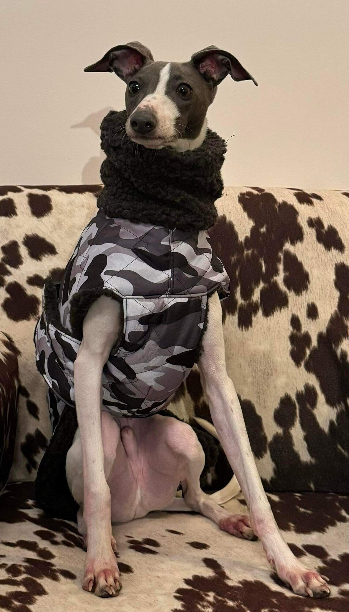 Waterproof Quilted Italian Greyhound Coat: Sherpa Fleece Lined, Chest Covering.