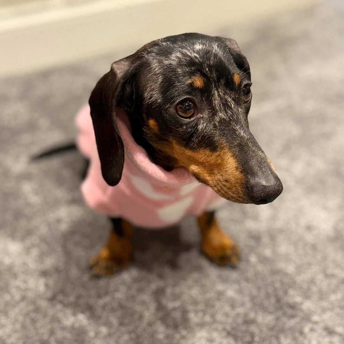 Dachshund Fleece Jumper: Water & Mud Repellent Dog Polo Neck