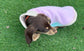 Personalized Dachshund Fleece Jumper: Water & Mud Repellent, Embroidered Name