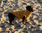 Personalized Dachshund Fleece Dog Jumper: Water Repellent, Breathable