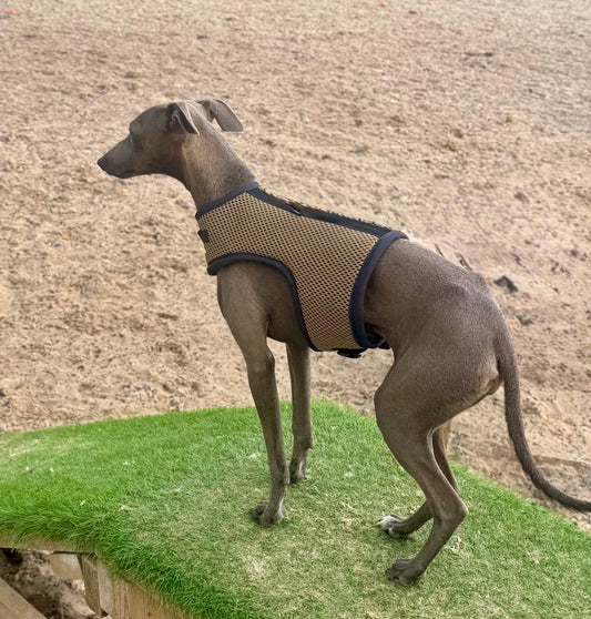 Italian greyhound harness ,dog harness ,made to measure dog harness ,no arm pit rub harness,rub free harness