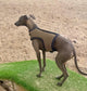 Italian greyhound harness ,dog harness ,made to measure dog harness ,no arm pit rub harness,rub free harness