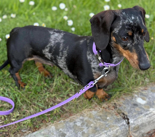 Waterproof Biothane Dog Collar & Lead Set: Silver Hardware, Small (11-13 inch neck)