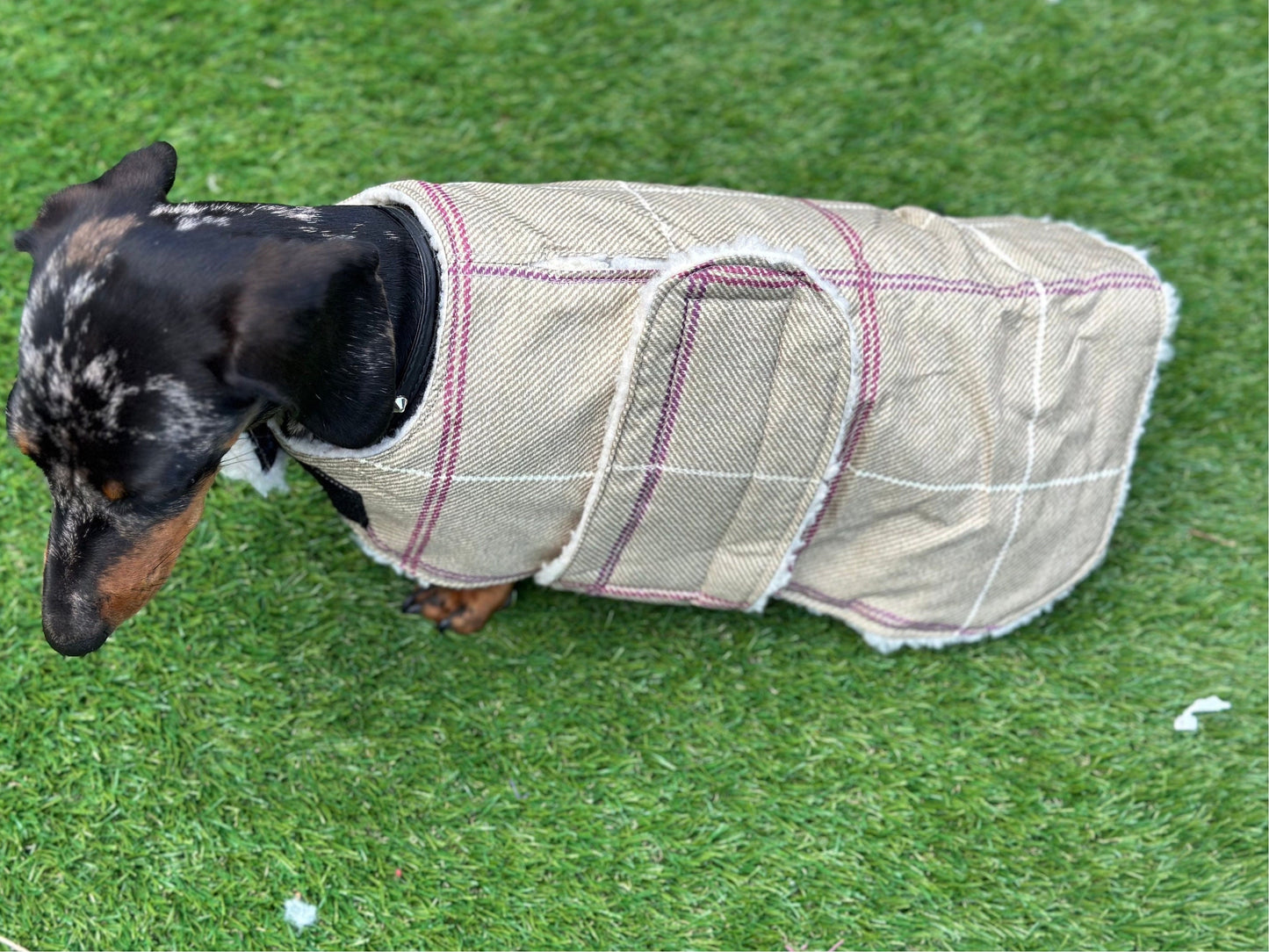 Dachshund water resistant dog coat, waterproof dog coat, shower proof dog coat ,pet lover, pet accessories,dachshund dog coat