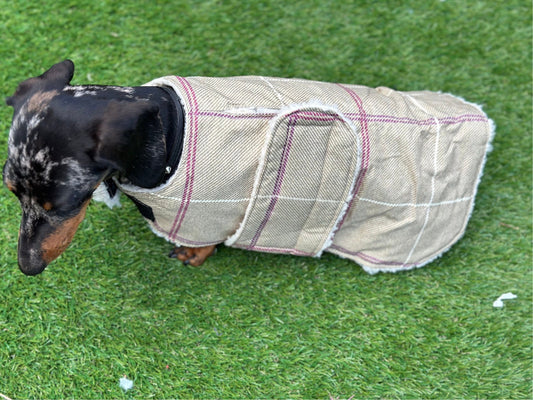Dachshund water resistant dog coat, waterproof dog coat, shower proof dog coat ,pet lover, pet accessories,dachshund dog coat