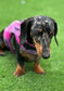 Harris Tweed Dachshund Harness: Fleece Lined Dog Vest with Bow