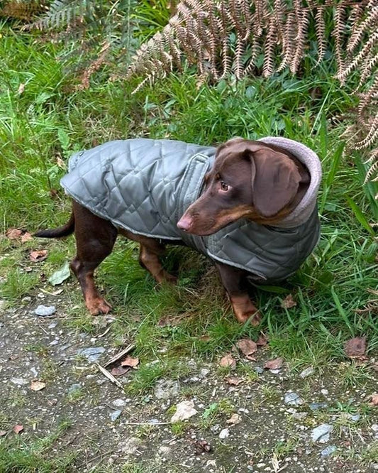 Waterproof Quilted Dachshund Dog Coat: Fleece Lined, Belly Covering