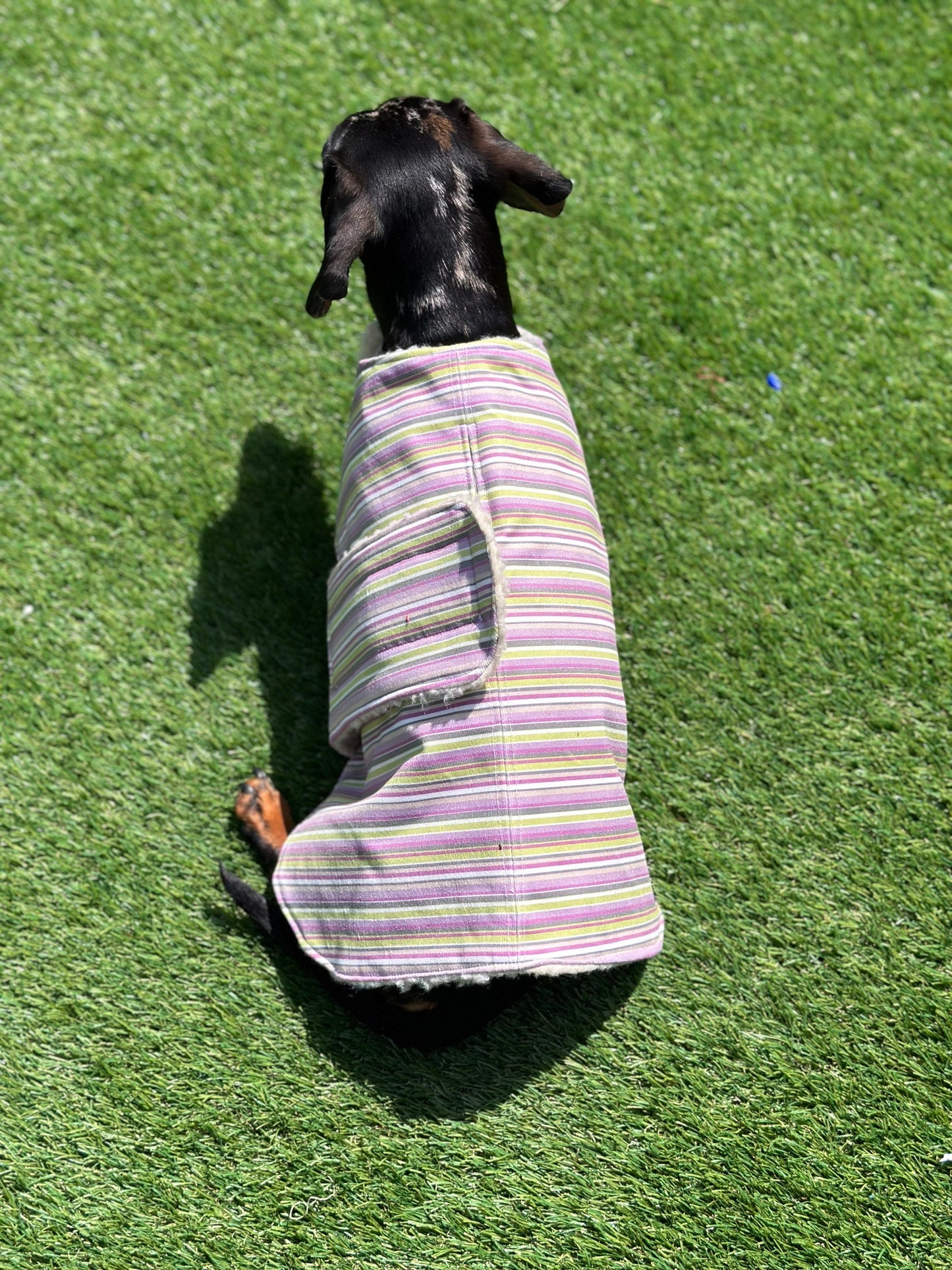 Water resistant dog coat, waterproof dog coat, shower proof dog coat ,pet lover, pet accessories,dachshund dog coat