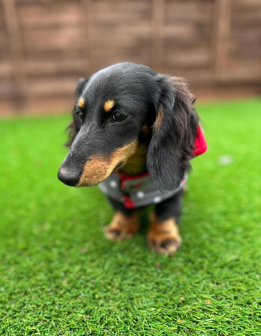 Dachshund Fleece Dog Coat: Double Layered, Harness Hole, Handmade