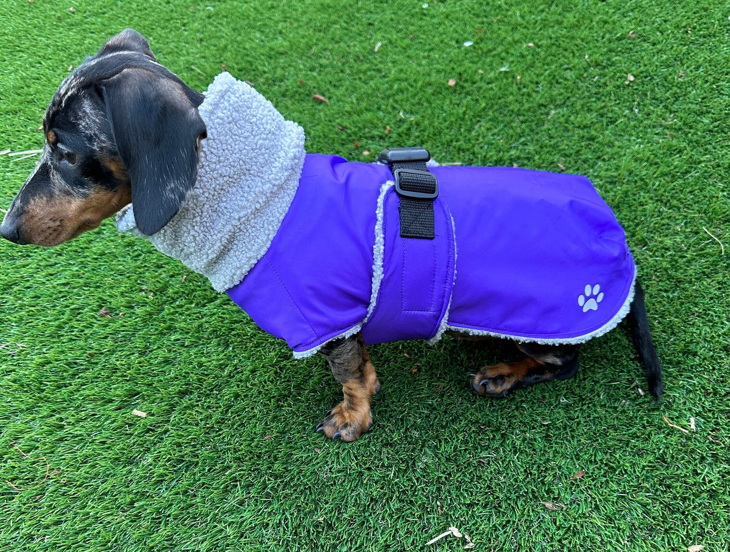 Waterproof Cordura Dachshund Coat: Sherpa Fleece Lined, Reflective Paw Prints
