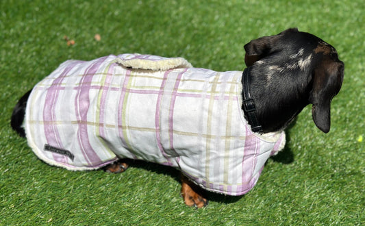 Dachshund water resistant dog coat, waterproof dog coat, shower proof dog coat ,pet lover, pet accessories,dachshund dog coat