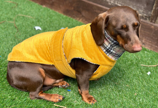 Corduroy Dachshund Coat: Fleece Lined Dog Jacket