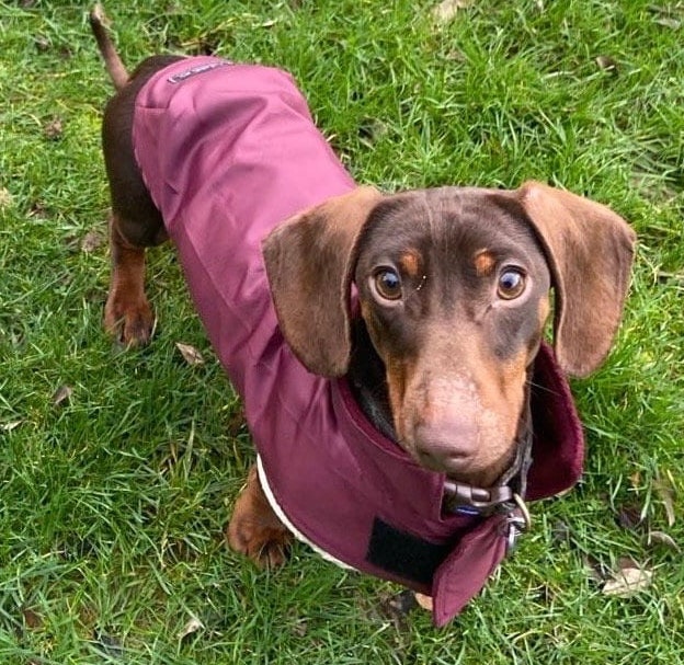 Waterproof Dachshund Coat: Lightweight Fleece-Lined Dog Raincoat