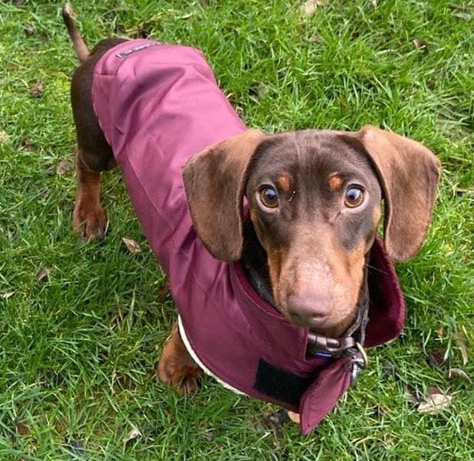 Waterproof Dachshund Coat: Lightweight Fleece-Lined Dog Raincoat