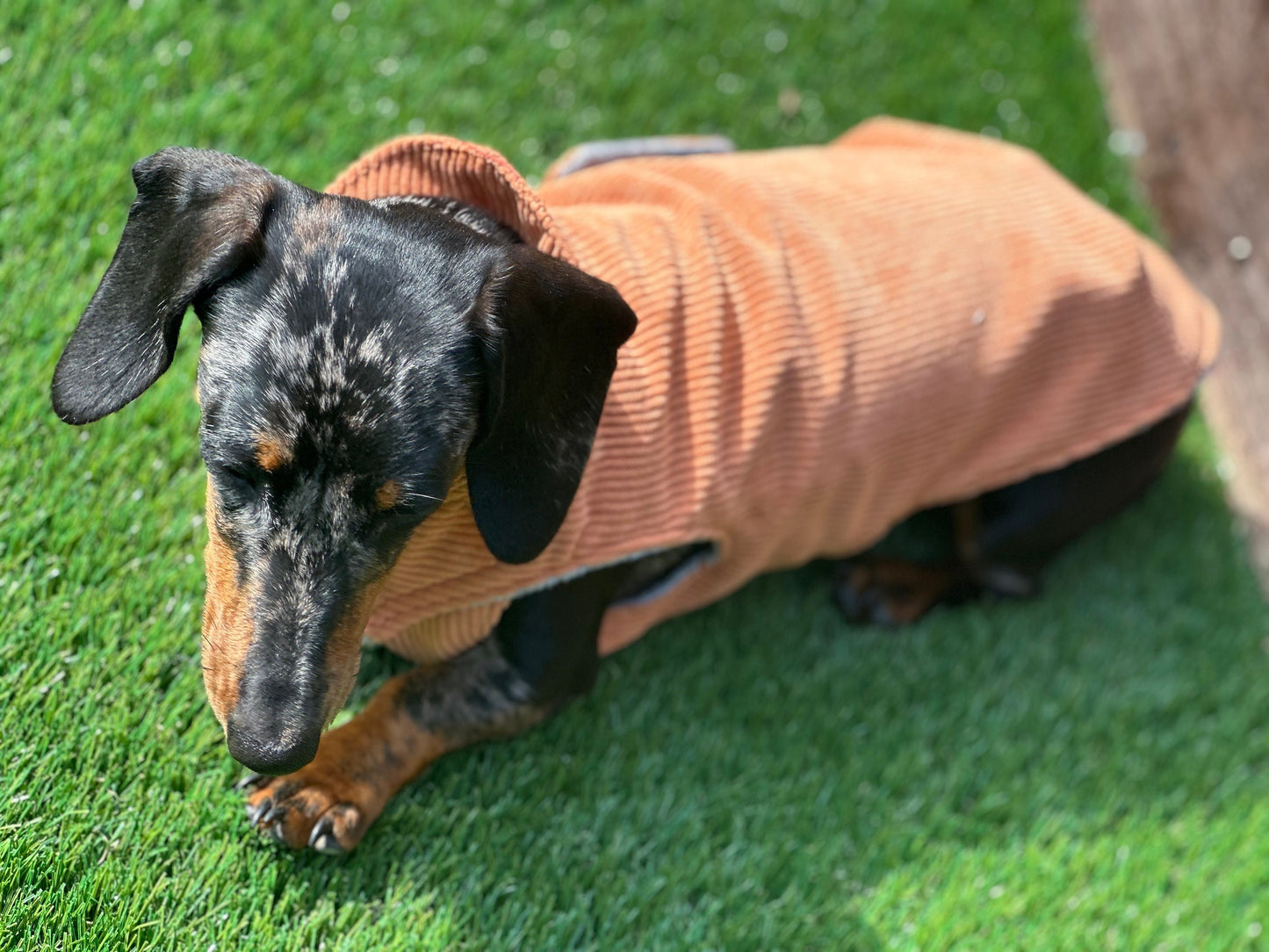Corduroy Dachshund Coat: Fleece Lined Dog Jacket with Harness Hole