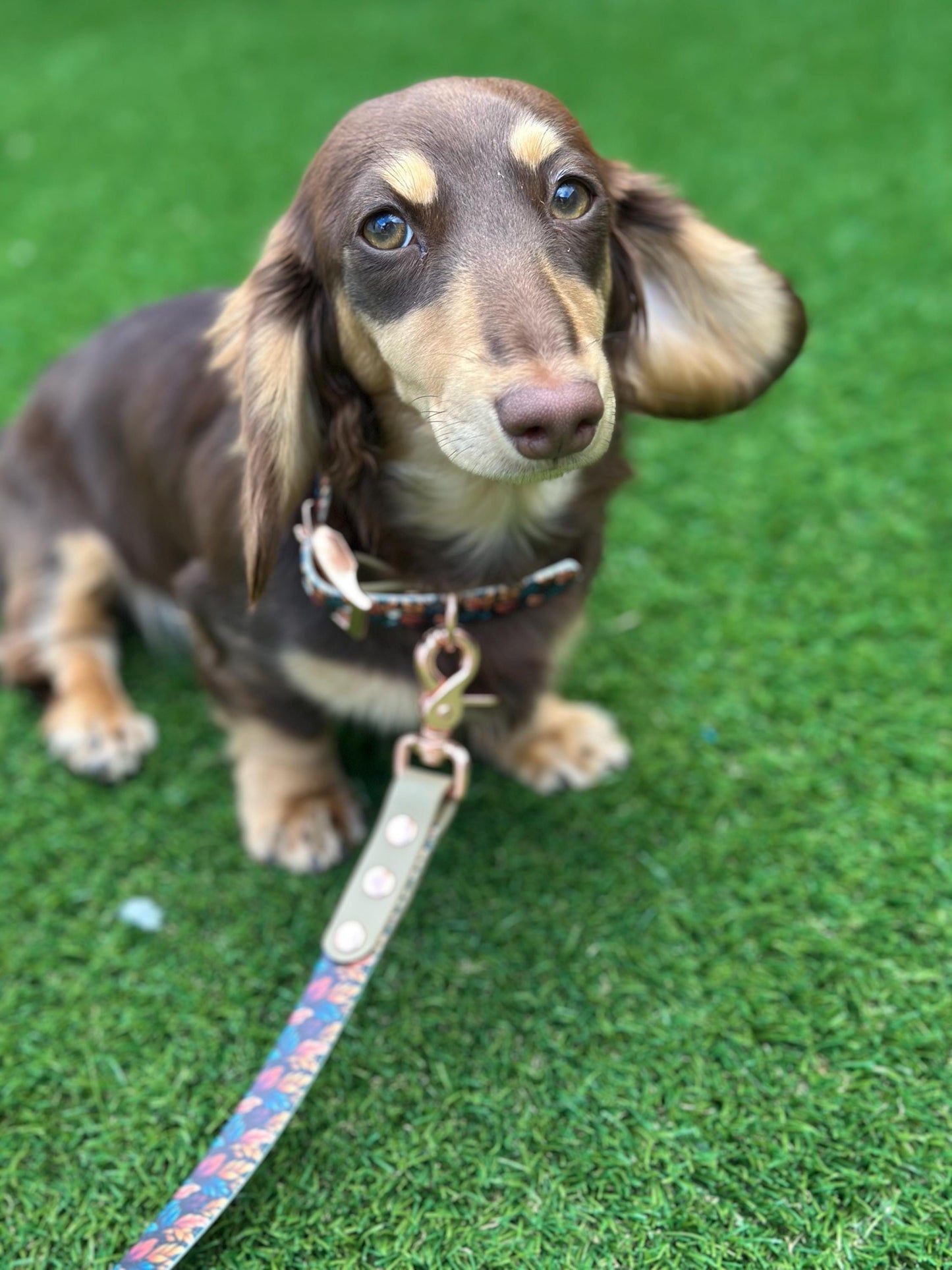 Waterproof Biothane Dog Collar & Lead Set: Rose Gold Hardware