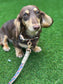 Waterproof Biothane Dog Collar & Lead Set: Rose Gold Hardware