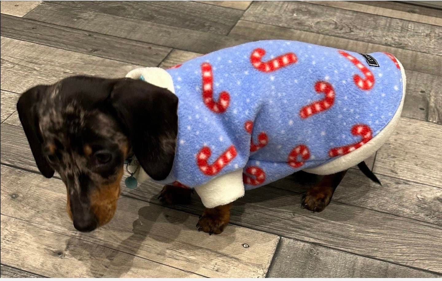 Dachshund Christmas jumper ,dog jumper ,breathable dog jumper, dog jacket,washable dog jumper,Water & Mud Repellent dog suit