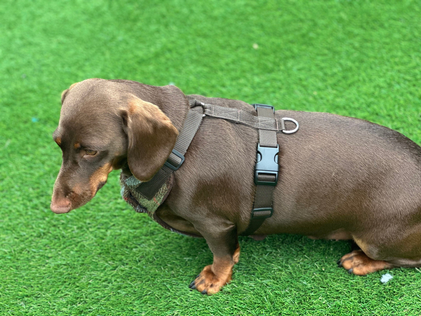 Harris Tweed Dachshund Harness: Padded Fleece, No-Choke Design
