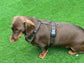 Harris Tweed Dachshund Harness: Padded Fleece, No-Choke Design