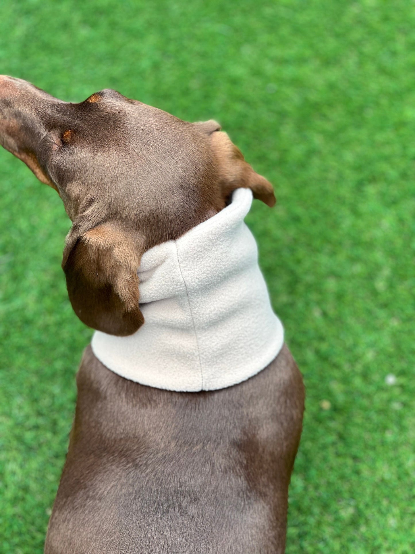 Dachshund Fleece Snood: Dog Neck Warmer