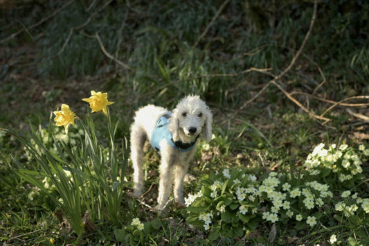 Waterproof Dog Harness: Fleece Lined, No-Rub Design, Made to Measure