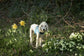 Waterproof Dog Harness: Fleece Lined, No-Rub Design, Made to Measure