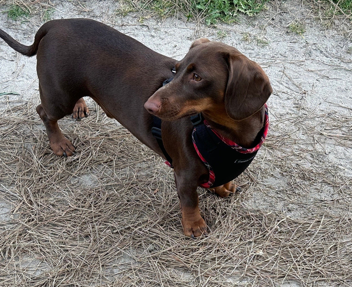 Padded Neoprene Dachshund Harness: No-Choke Waterproof Dog Harness