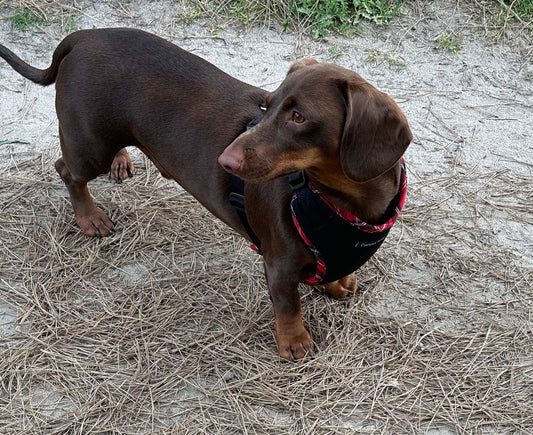 Padded Neoprene Dachshund Harness: No-Choke Waterproof Dog Harness