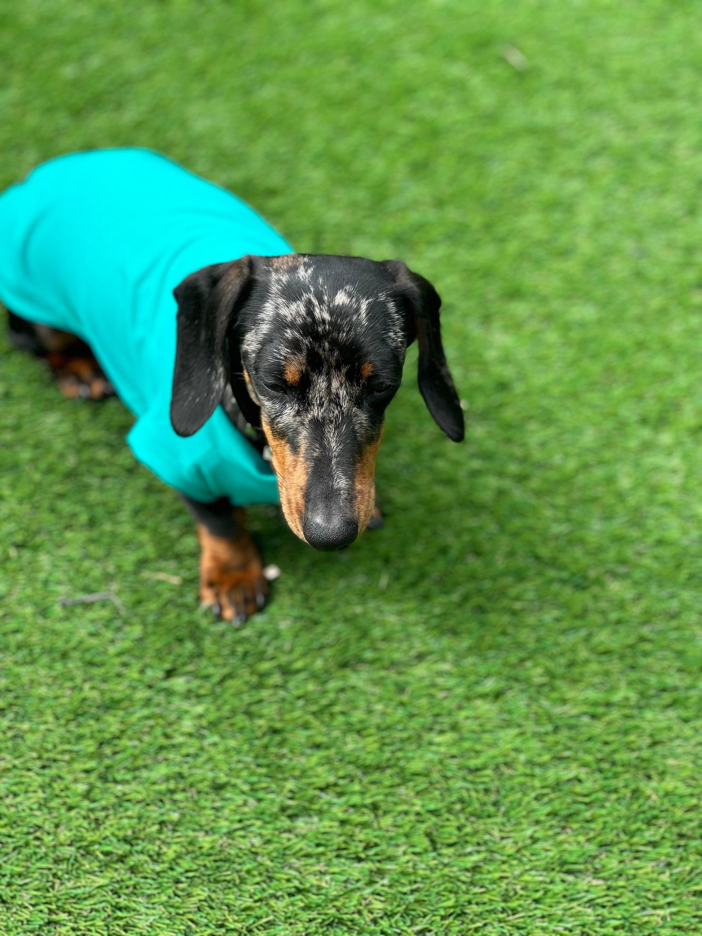 Dachshund Lycra Cooling Top: Moisture-Wicking Dog Jumper