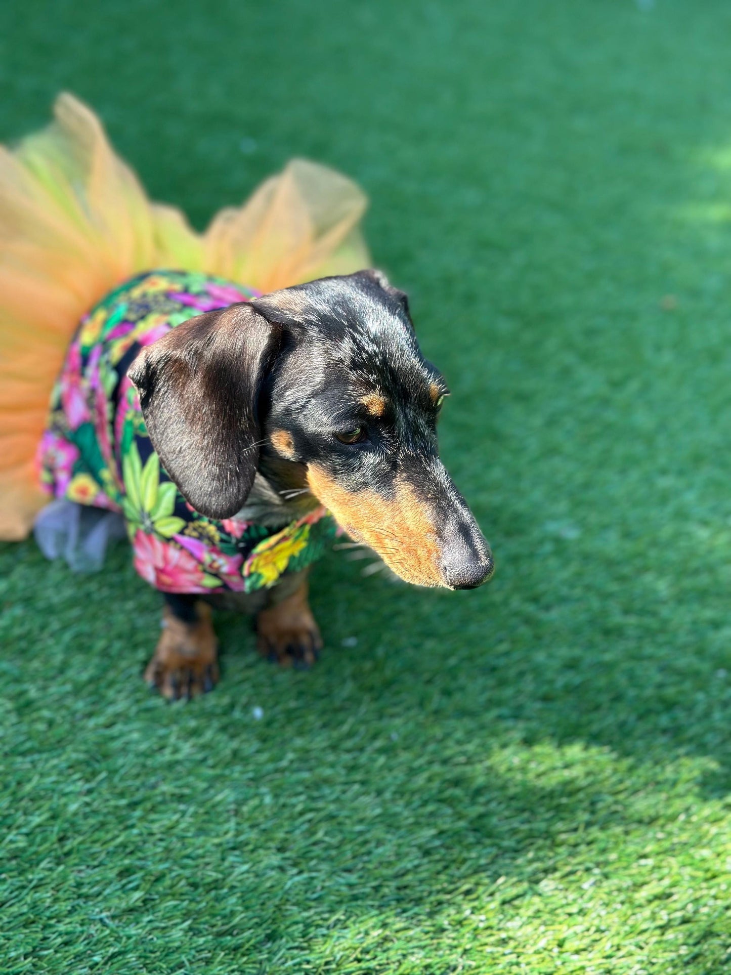 Dachshund Tutu Dog Dress: Handmade Cotton Party Outfit