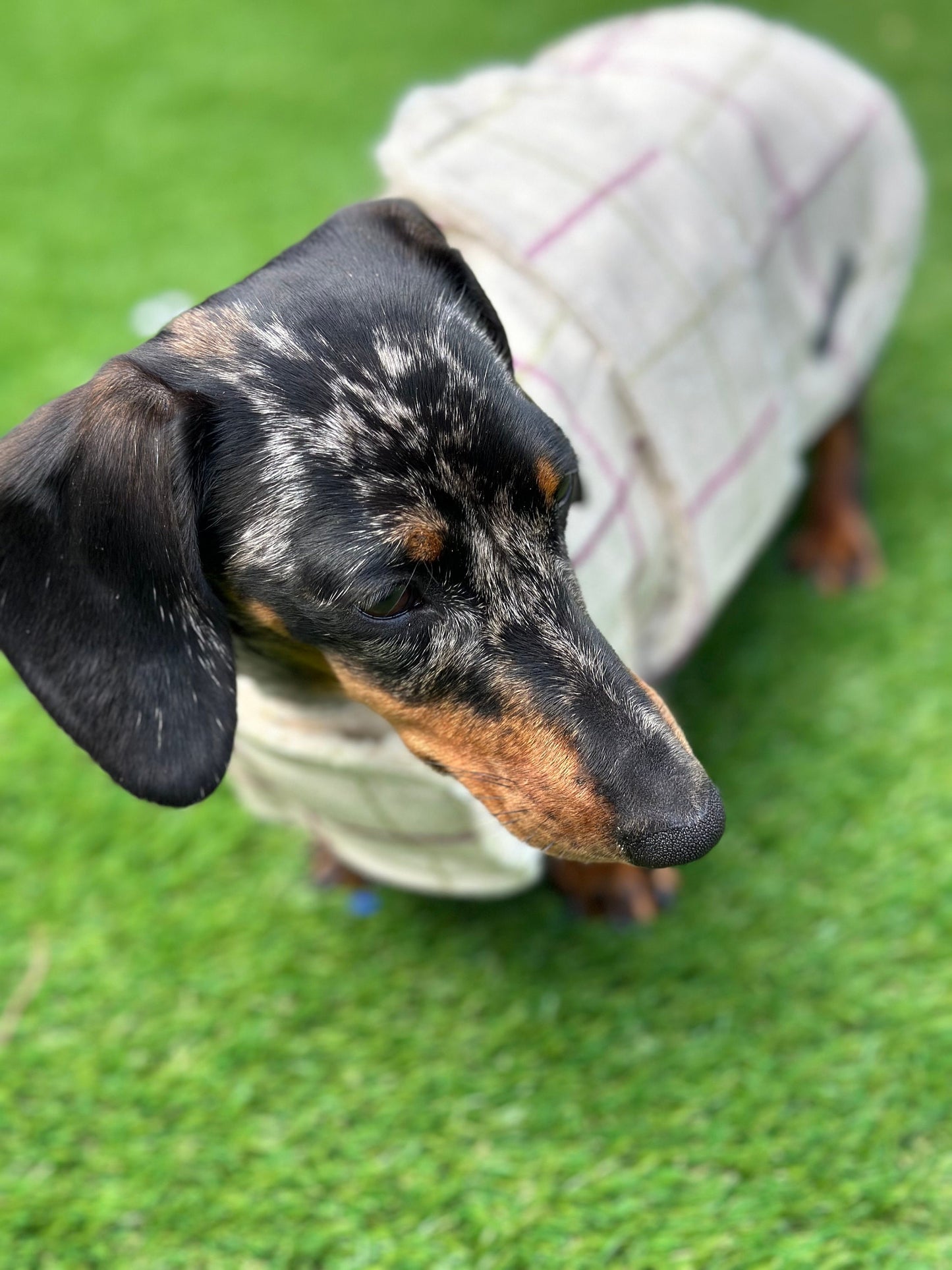 Water resistant dog coat, waterproof dog coat, shower proof dog coat ,pet lover, pet accessories,dachshund dog coat