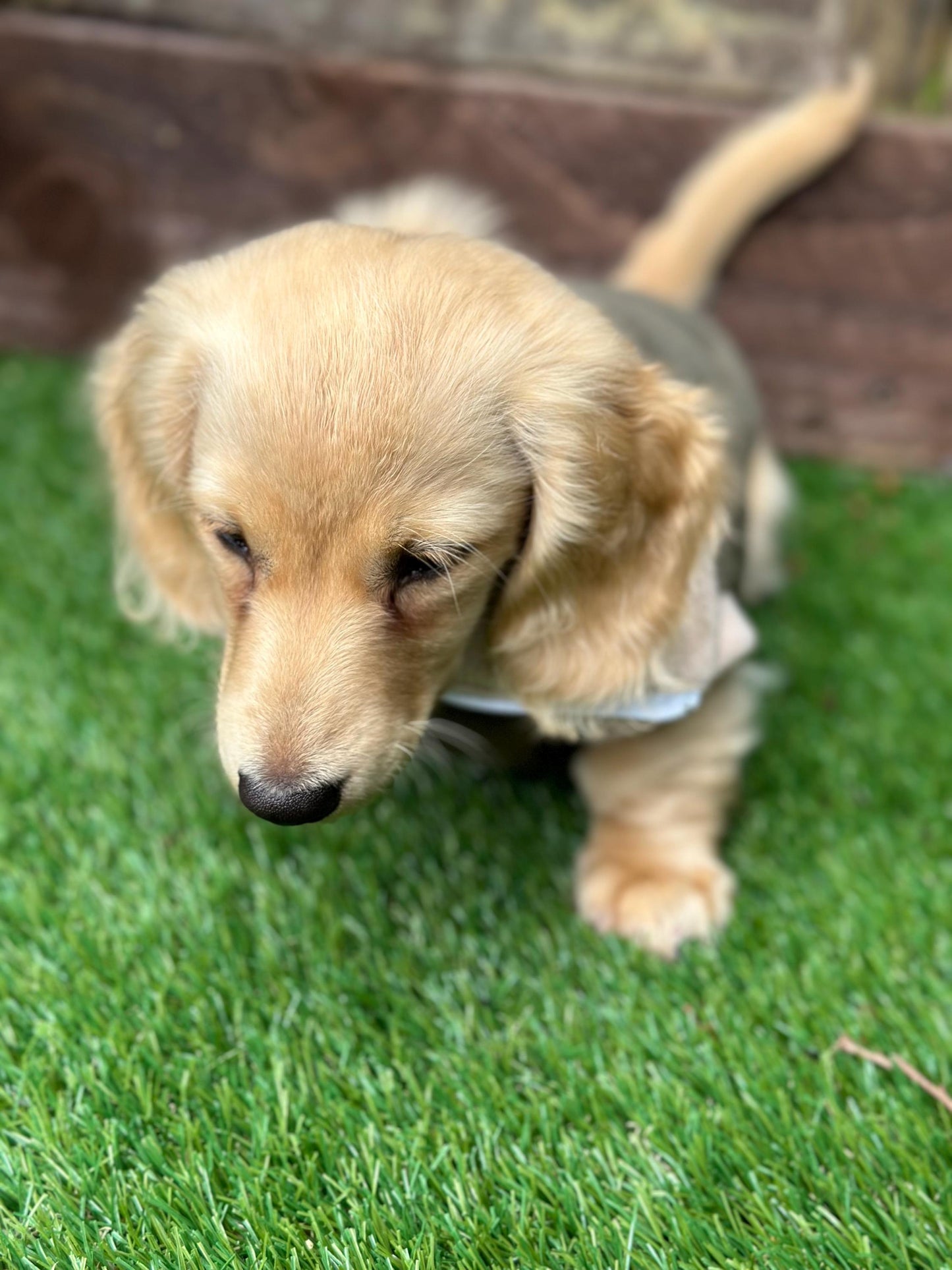 Dachshund Fleece Jumper: Two-Tone Zip Neck, Water Resistant