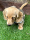 Dachshund Fleece Jumper: Two-Tone Zip Neck, Water Resistant